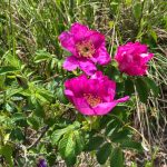 ５月の浜は心地よく、ハマナスの花が沢山咲いて居ます。