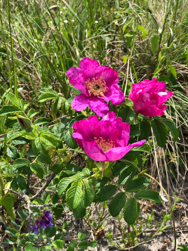 ５月の浜は心地よく、ハマナスの花が沢山咲いて居ます。