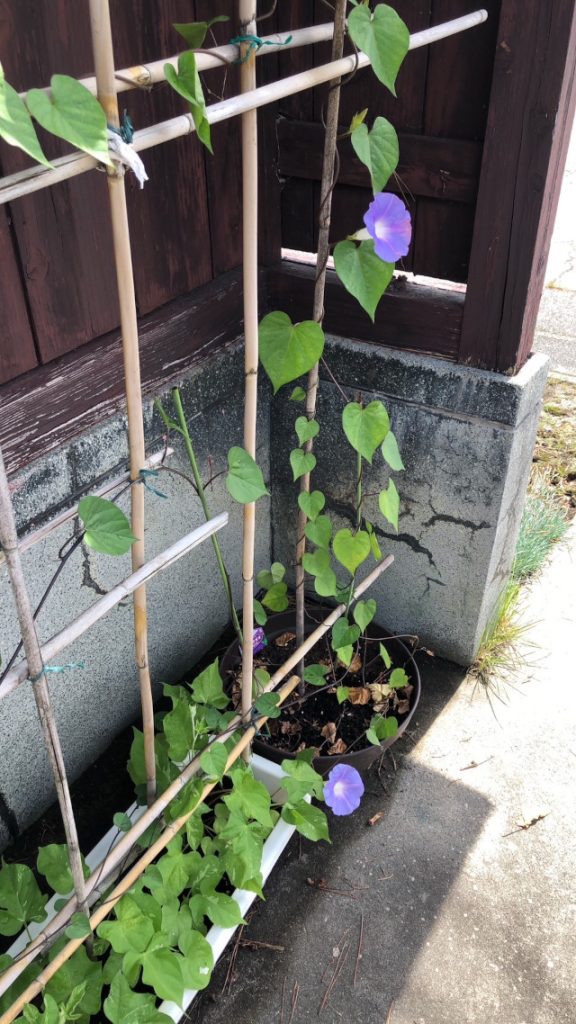 夏の気配、朝顔が咲きました！