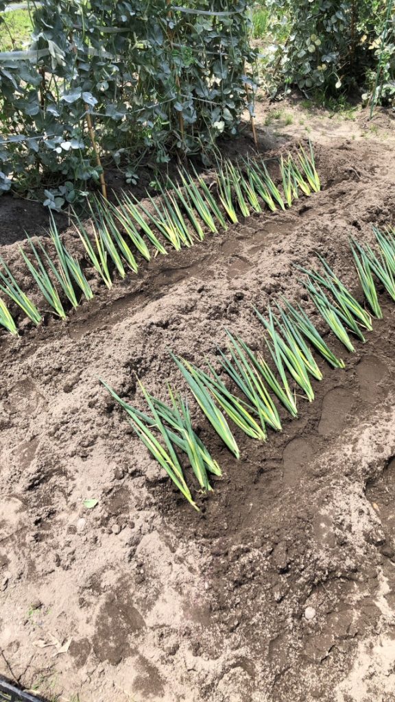 春が来て、順番に作物を植えていきます。今回は長ネギを植えます。　独特な植え付けですね。