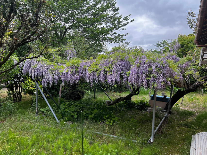 藤の花も花盛りです