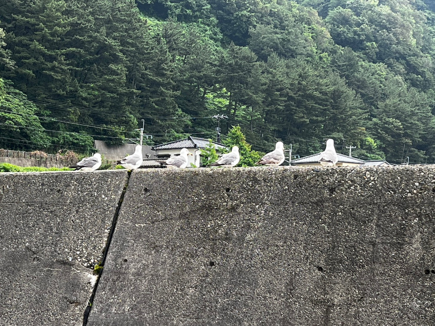 景勝地、笹川流れ。　観光客に貰える餌を待つかもめ。